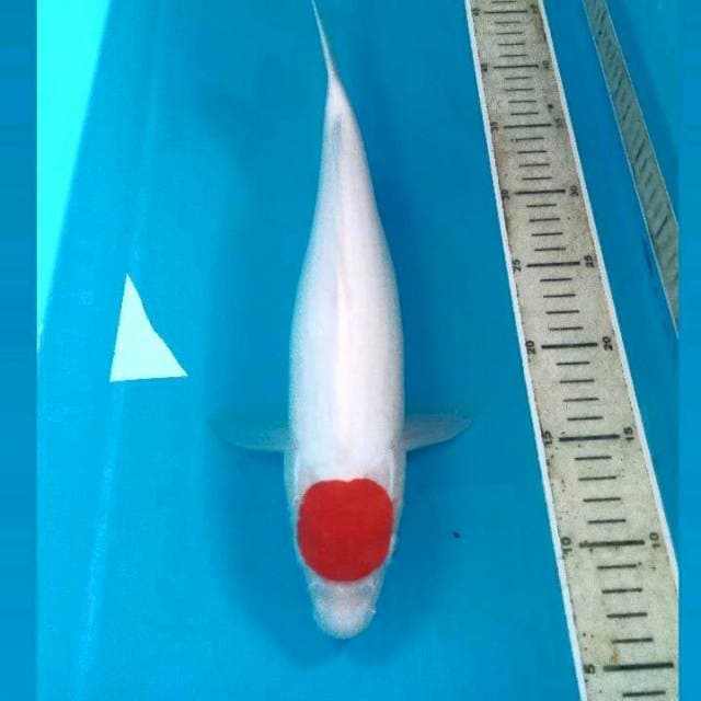 Tancho Kohaku, 37 cm