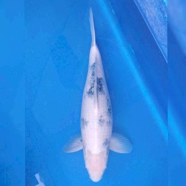 Okawa Jumbo Female Shiro