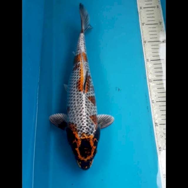 Kogane Male 37 cm