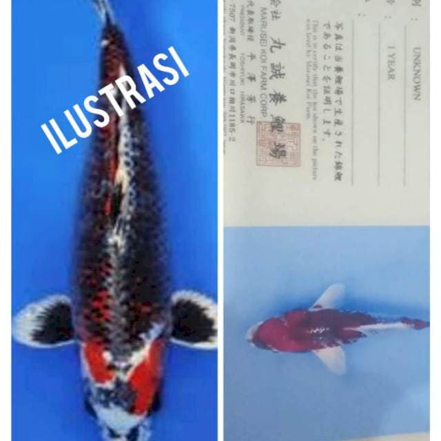 Gingga kujaku marusei