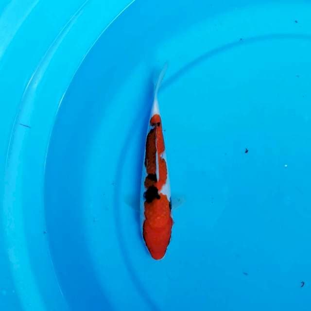 Sanke 20cm