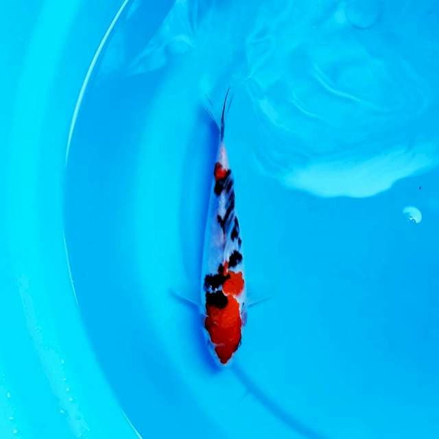 Sanke 20cm