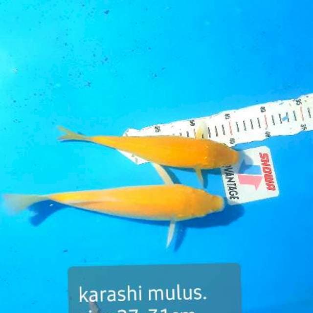 Karasi lemon, mata merah & hitam muluss