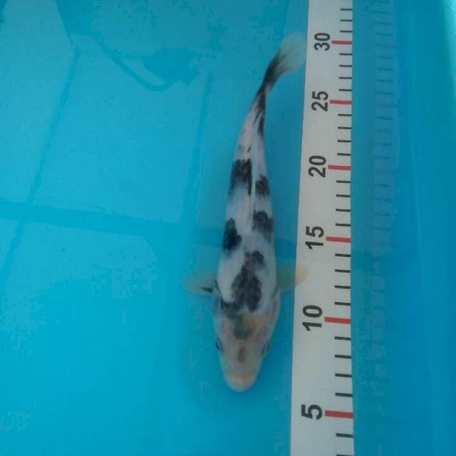 23cm shiro