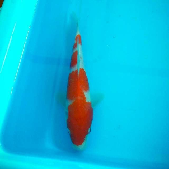 21cm sanke