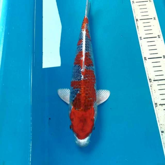 Goshiki, male 32 cm