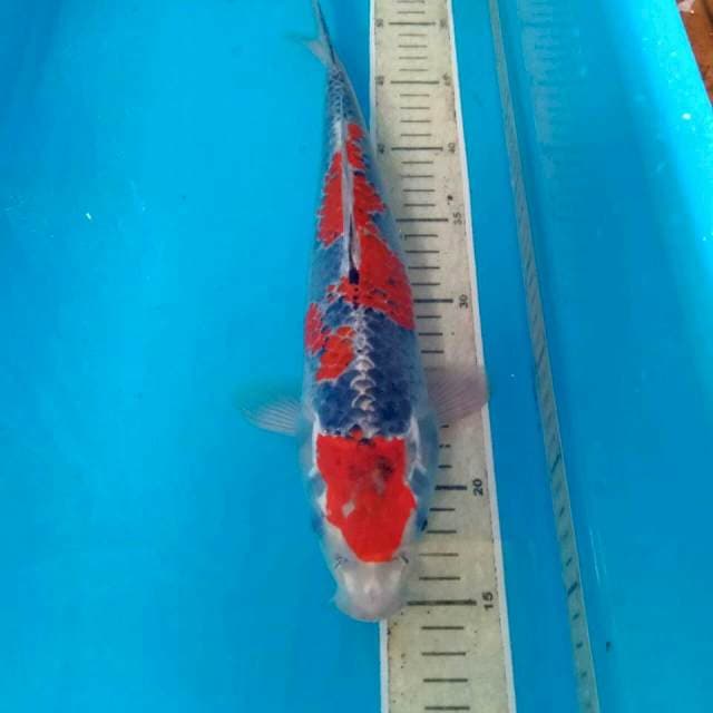 Goshiki, 36 cm