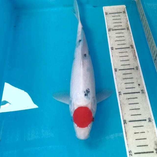 Tancho Sanke, male 30 cm