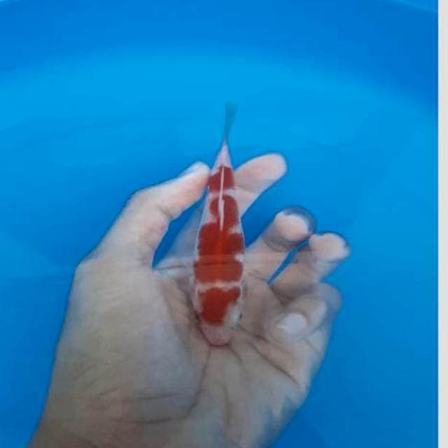 Super koleksi kohaku 15cm amunisi kontes
