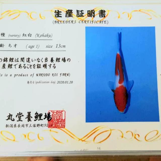 Kohaku MARUDO KOI FARM