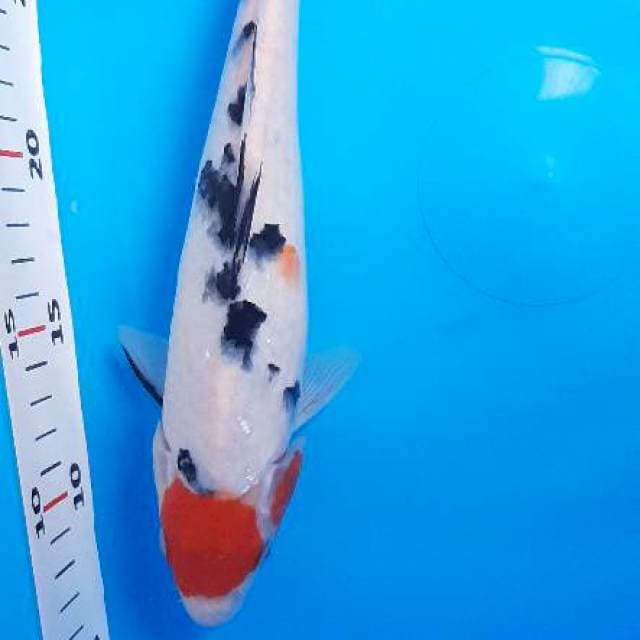 Tancho Sanke 25cm