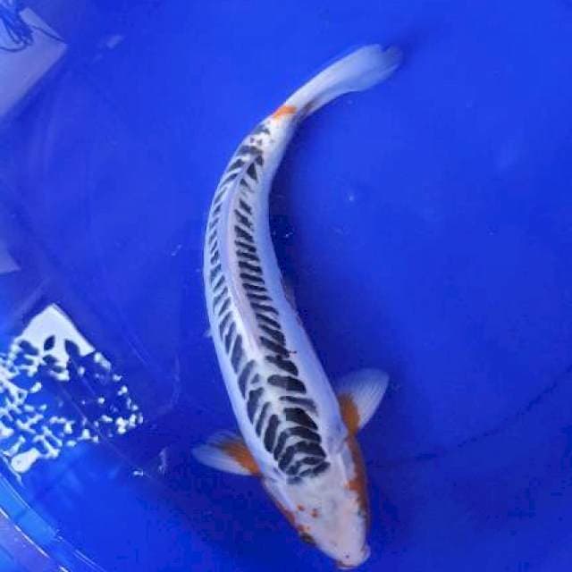 Shusui Jumbo