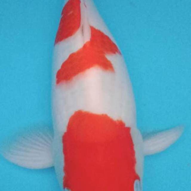 Kohaku original