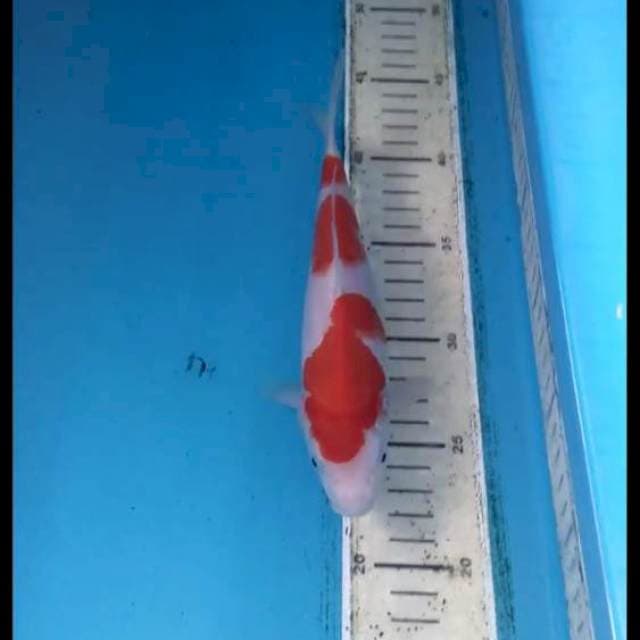 Kohaku 22cm
