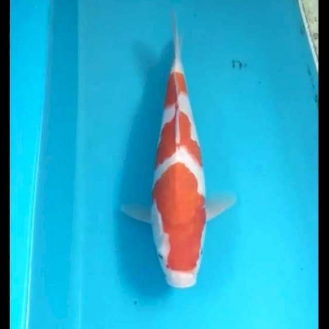 Kohaku 23cm