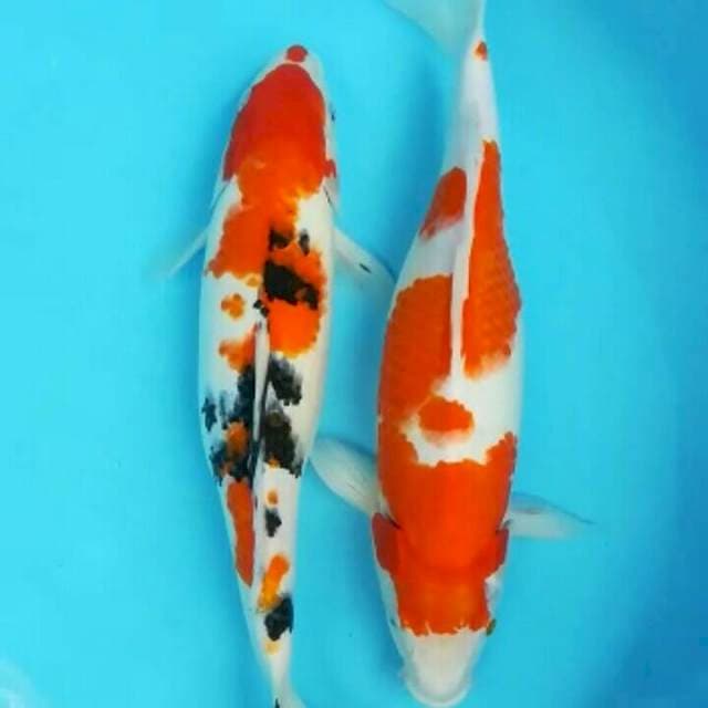 Kohaku sanke Bahenol