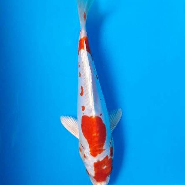 Kikushui