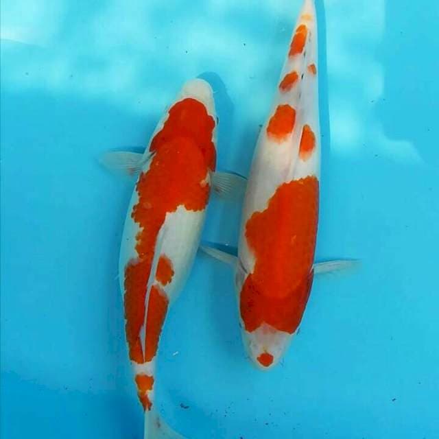 Kohaku Semok