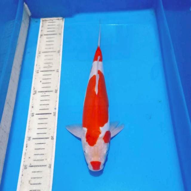 Kuchibeni kohaku doitsu