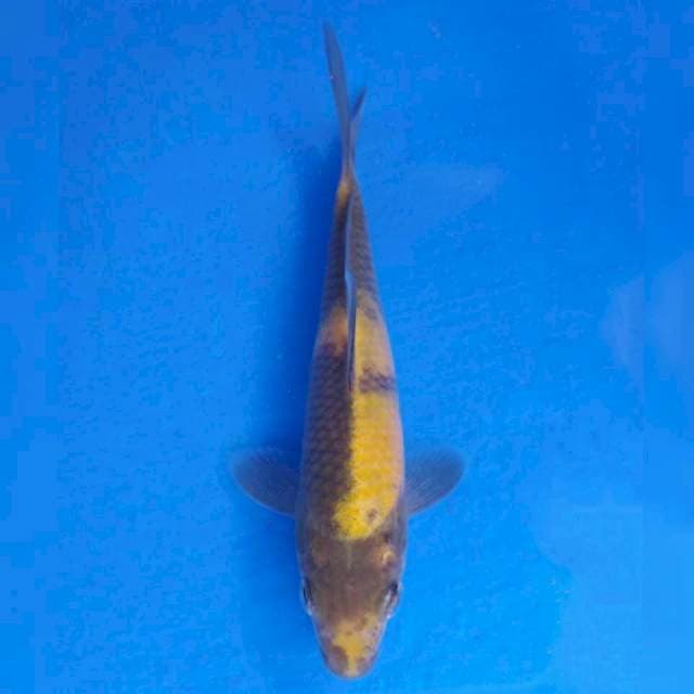 Marusei Ki Utsuri