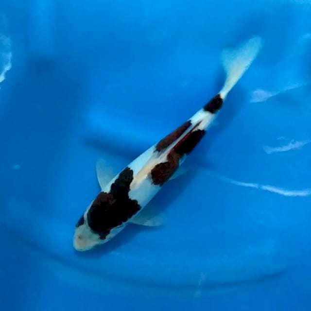 Budo Goromo 29cm