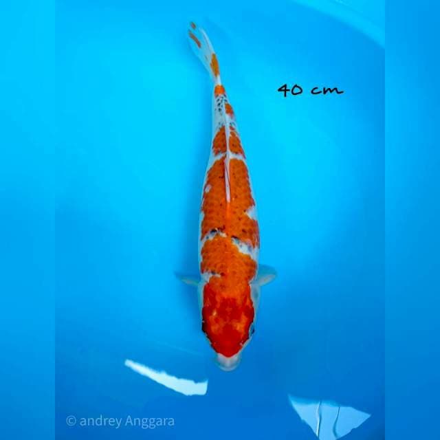 goshiki 40 cm