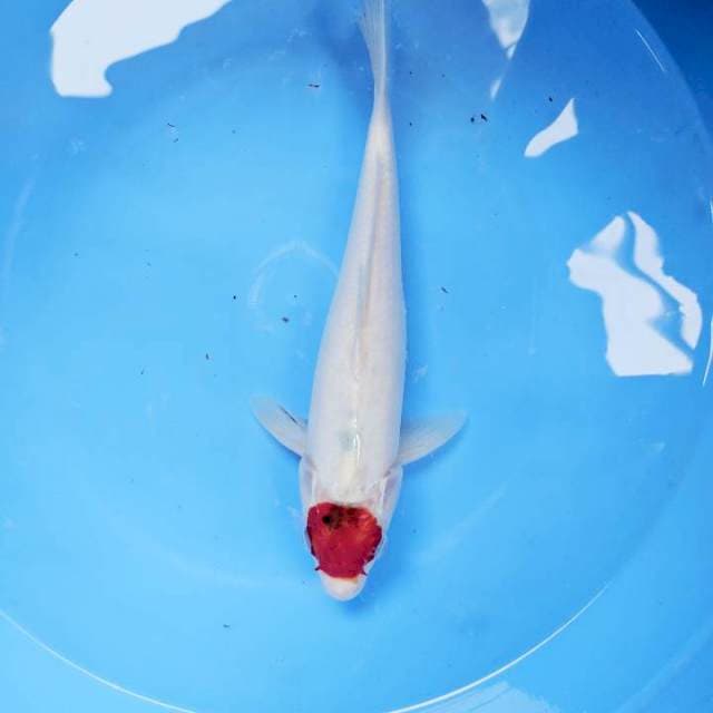 Tancho 30cm