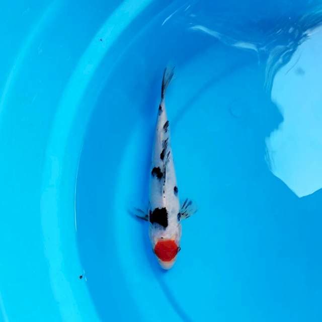 Tancho Sanke 22 cm
