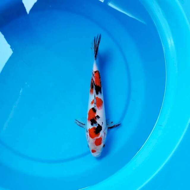 Sanke 27 cm