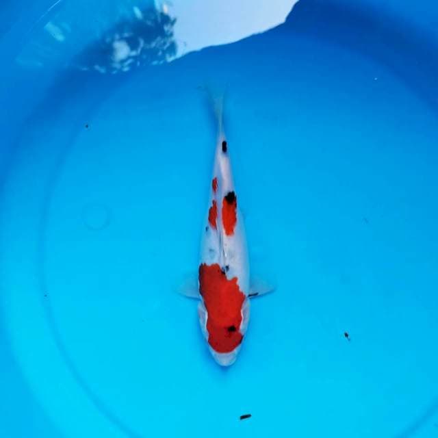Sanke 23 cm