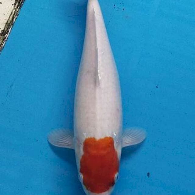 Tancho kohaku .bisa bonus cuting