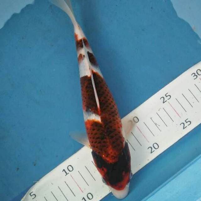 goromo