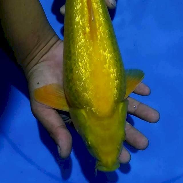 Karasi badak laut 35bu Male