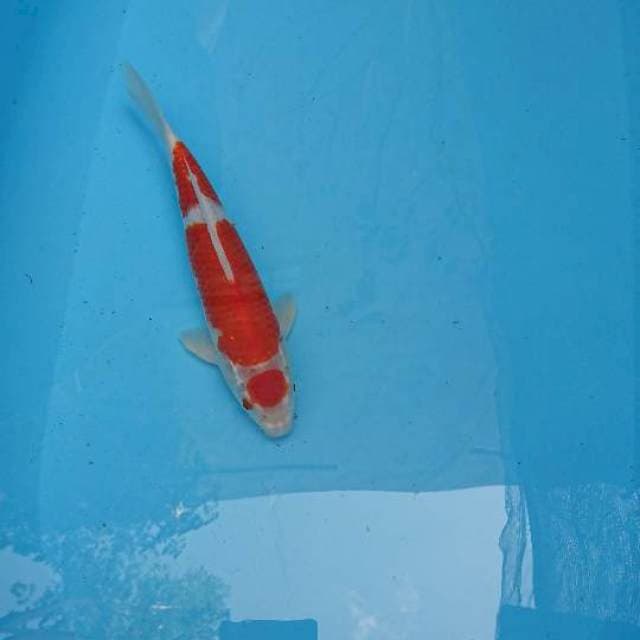 Kohaku 26cm Male