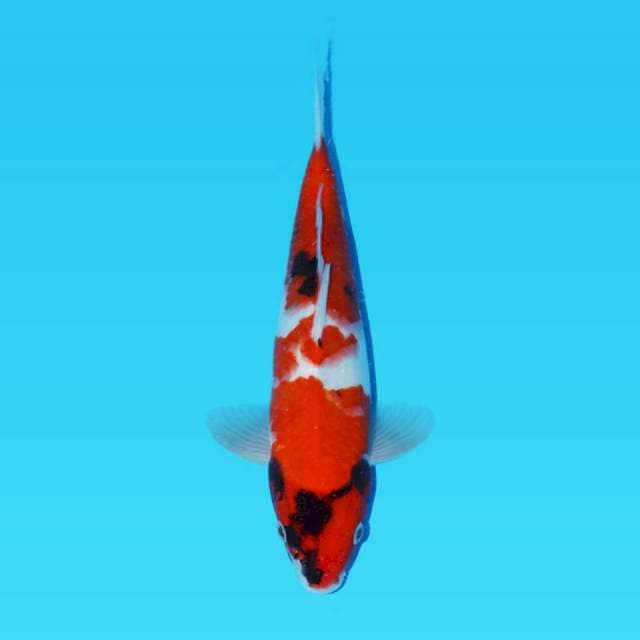Showa petir red strong