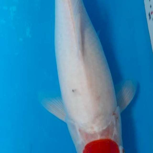 Tancho kohaku 37cm