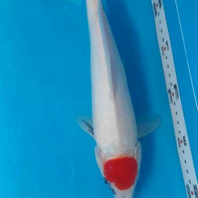 Tancho sanke 29cm