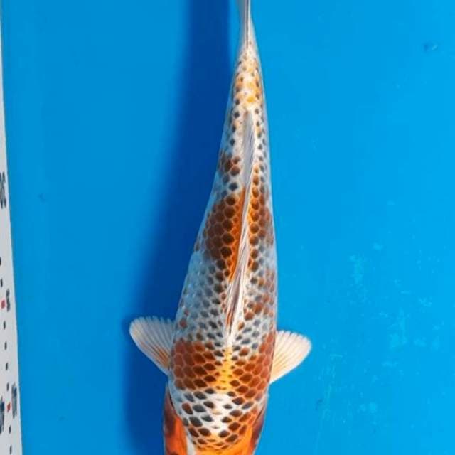 Kujaku 27cm