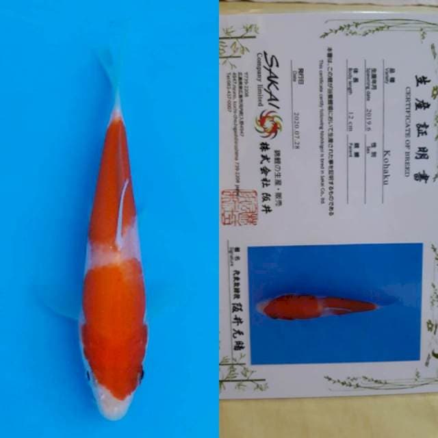 Sakai kohaku 12cm certy