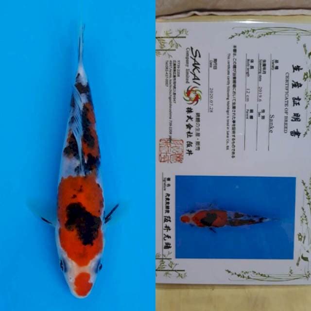 Sakai sanke 15cm certy