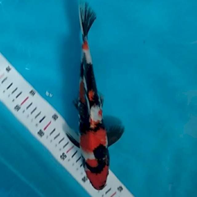 showa 25 cm