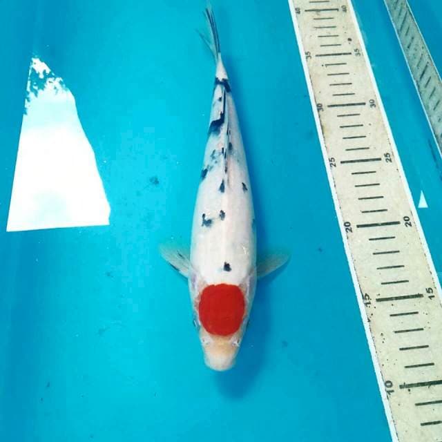 Tancho Sanke, 29 cm