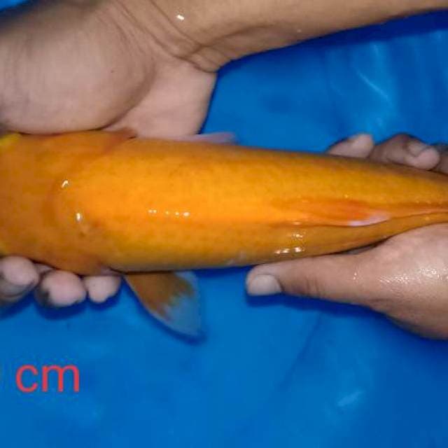 Benigoi