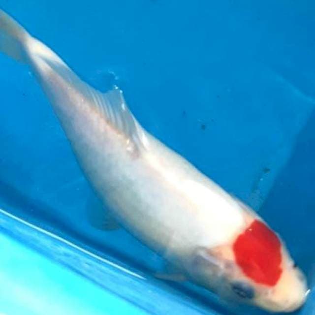 Tancho 30cm merah strong