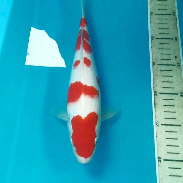 Kohaku, male 29 cm