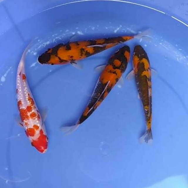 mik koi