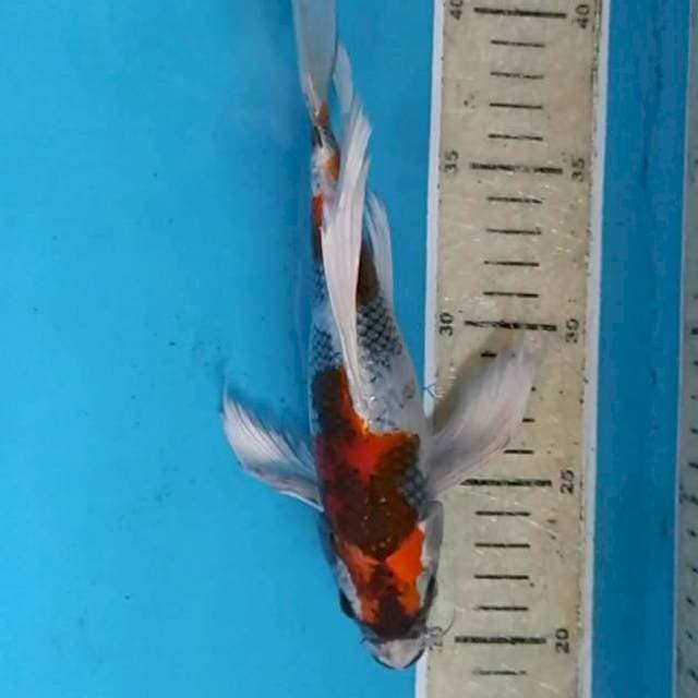 kin showa kumpay 25 cm
