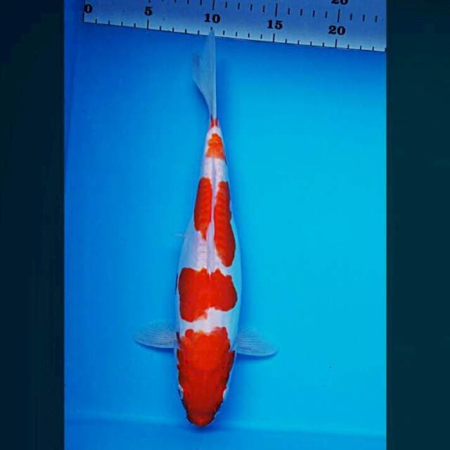Doitsu jos 29cm