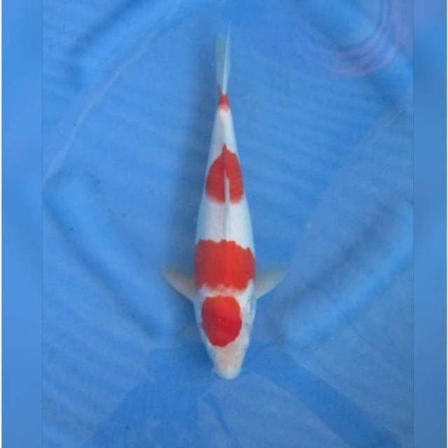 RED KOHAKU