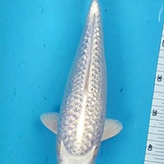 Arnold - Platinum ginrin superbulky 32cm